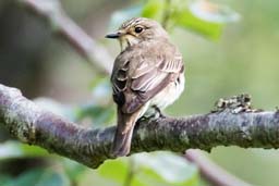 spotted flycatcher